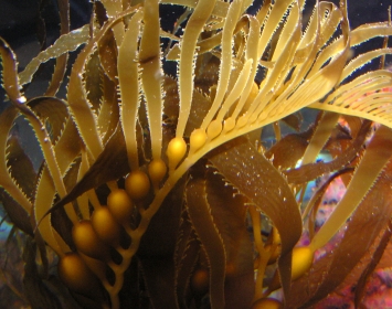 Santa Monica Pier Aquarium Kelp Forest Habitat